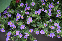 Load image into Gallery viewer, Bacopa