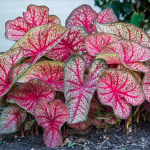 Load image into Gallery viewer, Caladium 'Southern Charm'