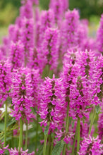 Load image into Gallery viewer, Stachys 'Summer Romance'
