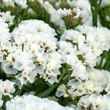 Load image into Gallery viewer, Ultimate Cut Flower Garden Pack