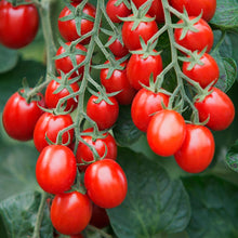 Load image into Gallery viewer, Tomato 'Sugar Plum'