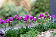Load image into Gallery viewer, Armeria 'Vivid Dreams'