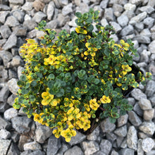 Load image into Gallery viewer, Thyme 'Doone Valley'