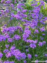 Load image into Gallery viewer, Verbena