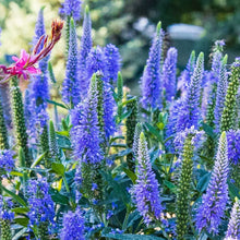 Load image into Gallery viewer, Veronica 'Skyward Blue'