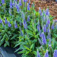 Load image into Gallery viewer, Veronica 'Skyward Blue'