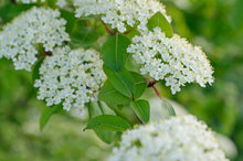 Load image into Gallery viewer, Viburnum prunifolium