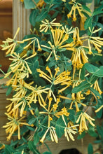 Load image into Gallery viewer, Lonicera 'John Clayton'