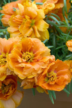 Load image into Gallery viewer, Portulaca - 6"