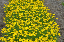 Load image into Gallery viewer, Coreopsis 'Zagreb'