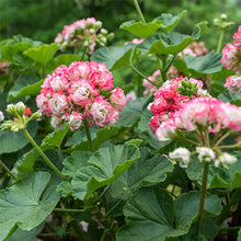Load image into Gallery viewer, Geranium 'Apple Blossom'