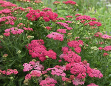 Load image into Gallery viewer, Achillea 'New Vintage Rose'