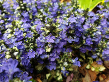 Load image into Gallery viewer, Ajuga 'Princess Leia'