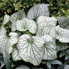 Load image into Gallery viewer, Brunnera 'Alexander's Great'