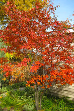 Load image into Gallery viewer, Serviceberry 'Autumn Brilliance'