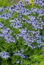 Load image into Gallery viewer, Amsonia 'Blue Ice'