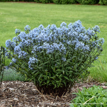 Load image into Gallery viewer, Amsonia 'Storm Cloud'