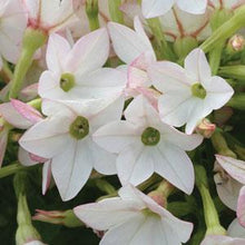 Load image into Gallery viewer, Nicotania