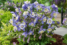 Load image into Gallery viewer, Aquilegia Earlybird™ 'Blue White'