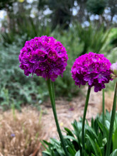Load image into Gallery viewer, Armeria 'Vivid Dreams'