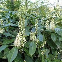 Load image into Gallery viewer, Skip Cherry Laurel 'Schipkaensis'