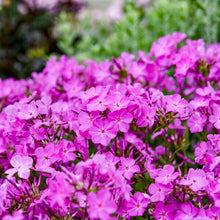 Load image into Gallery viewer, Phlox 'Opening Act Ultra Pink'