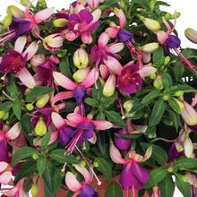 Load image into Gallery viewer, Fuchsia