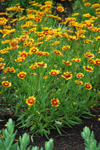 Load image into Gallery viewer, Coreopsis Li'l Bang™ 'Firewheel'