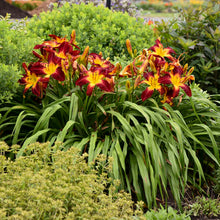 Load image into Gallery viewer, Daylily 'Ruby Spider'