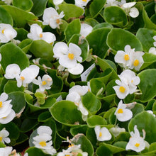 Load image into Gallery viewer, Begonia 'Bada Bing'