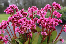 Load image into Gallery viewer, Bergenia 'Spring Fling'