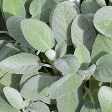 Load image into Gallery viewer, Herb Trio- Sage Berggarten