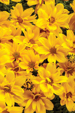 Load image into Gallery viewer, Bidens