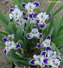 Load image into Gallery viewer, German Iris 'Bitty Beauty'