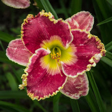 Load image into Gallery viewer, Daylily 'Born to Run'