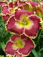 Load image into Gallery viewer, Daylily 'Born to Run'