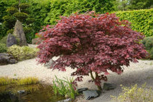 Load image into Gallery viewer, Japanese Maple 'Bloodgood'