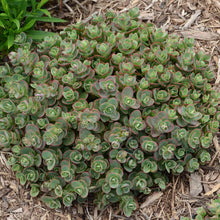 Load image into Gallery viewer, Sedum 'Lime Zinger'