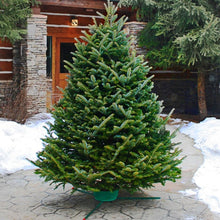 Load image into Gallery viewer, Cut Christmas Tree- Fraser Fir 7-8'