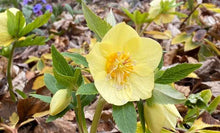 Load image into Gallery viewer, Helleborus 'California Dreaming'