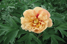 Load image into Gallery viewer, Peony 'Itoh Callie's Memory'