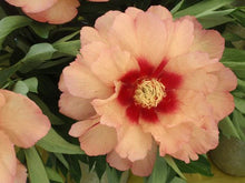 Load image into Gallery viewer, Peony 'Itoh Callie's Memory'