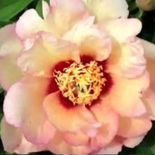 Load image into Gallery viewer, Peony 'Itoh Callie's Memory'
