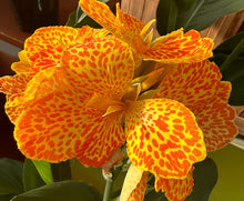 Load image into Gallery viewer, Canna Lily