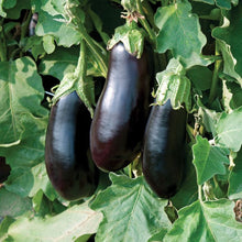 Load image into Gallery viewer, Eggplant 'Classic'