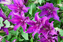 Load image into Gallery viewer, Clematis 'Fleuri'