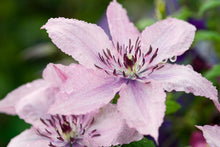 Load image into Gallery viewer, Clematis 'Hagley Hybrid'