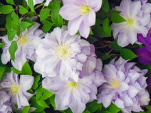Load image into Gallery viewer, Clematis 'Louise Rowe'