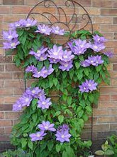 Load image into Gallery viewer, Clematis 'H. F. Young'