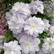 Load image into Gallery viewer, Clematis 'Louise Rowe'